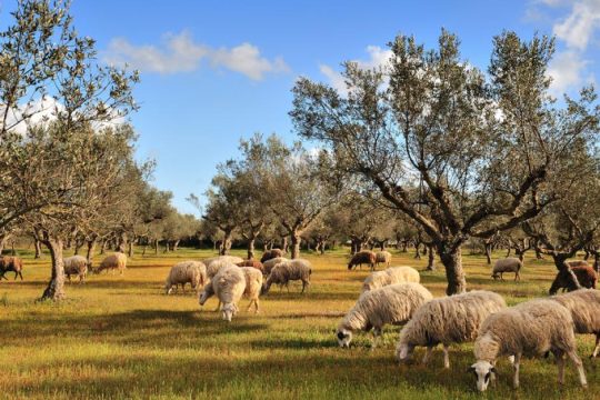 Αγρότες σε πέλαγος αβεβαιότητας